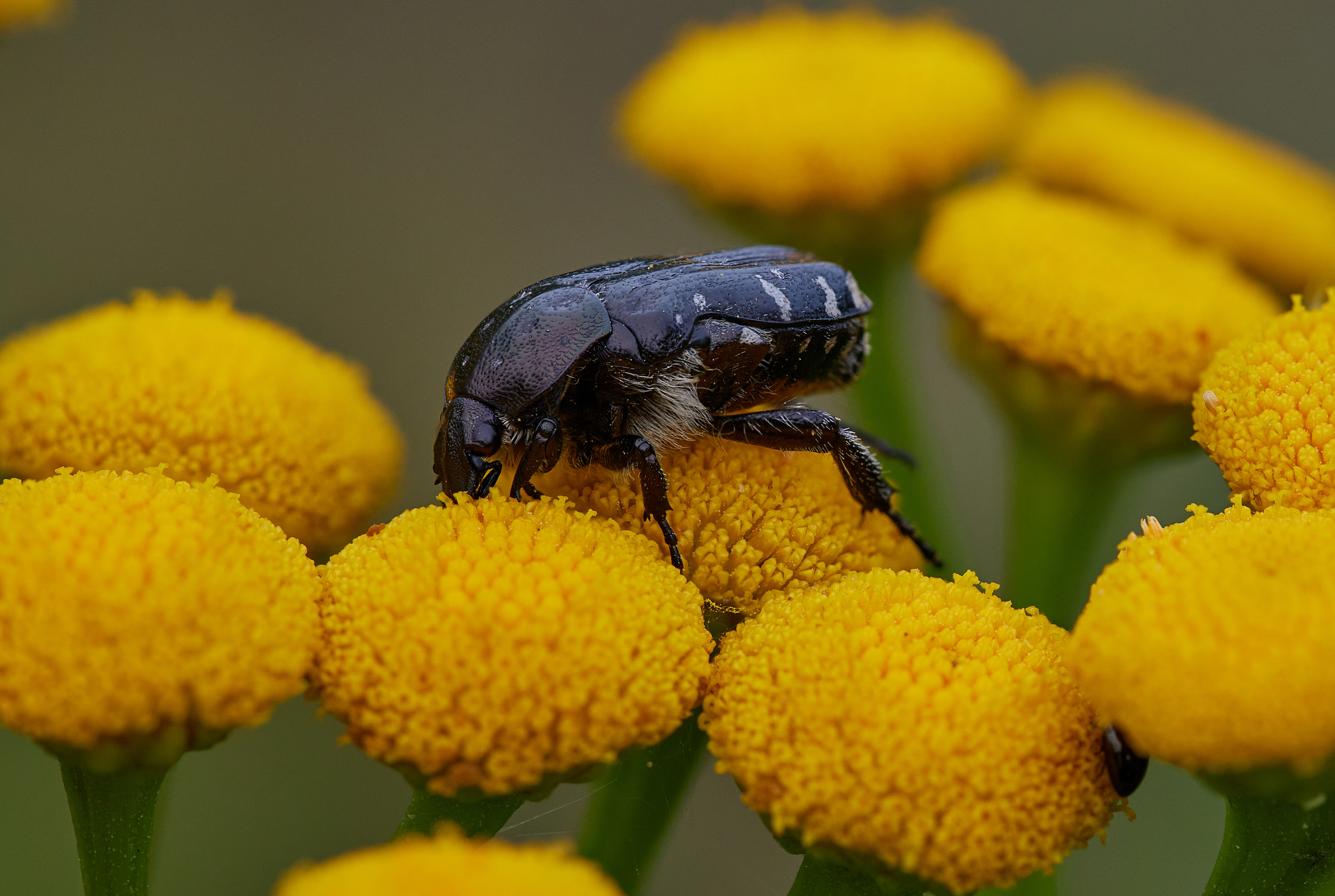 Oxythyrea funesta   Trauer Rosenkäfer   0034